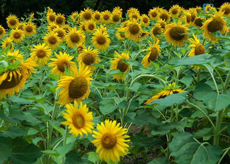 ▲A photo of sunflowers blooming in bunches