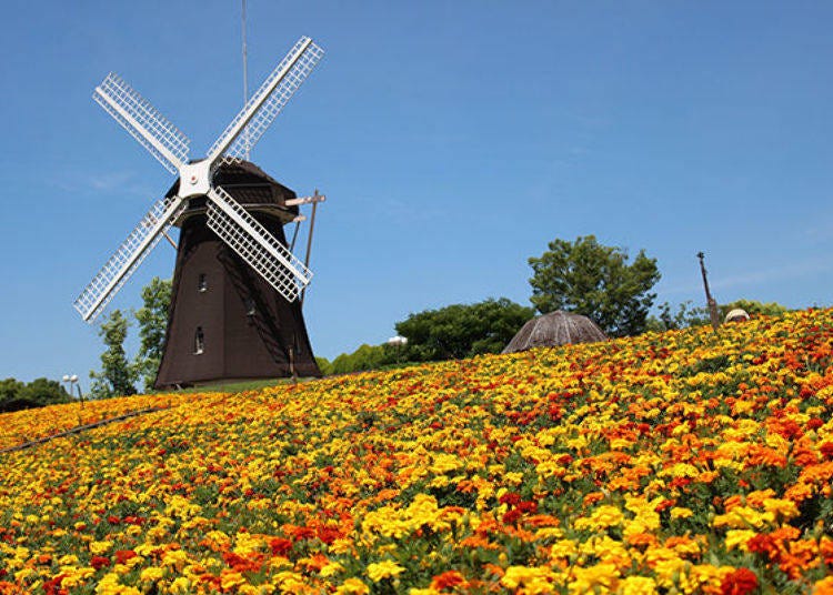 ▲Marigolds spread out beyond the sunflower fields (Best time to see marigolds here: June to August)