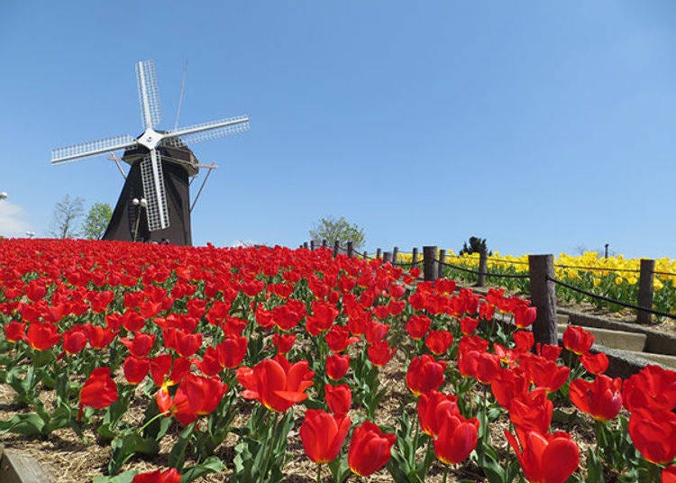 ▲These colorful tulips let you really know it's spring time (Best time to see tulips in Osaka: April)