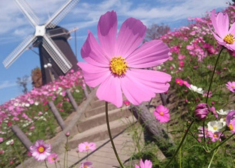 ▲The cosmos blowing in the autumn breeze are a lovely sight. (Best time to see cosmos in Osaka: late October to late November)