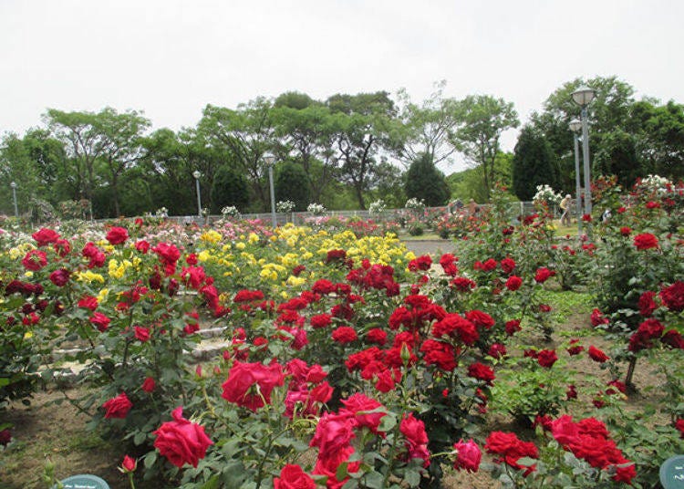 ▲20 meters from the windmill hill sits a beautiful rose garden (Best time to see roses in Osaka: May-June, October-November)