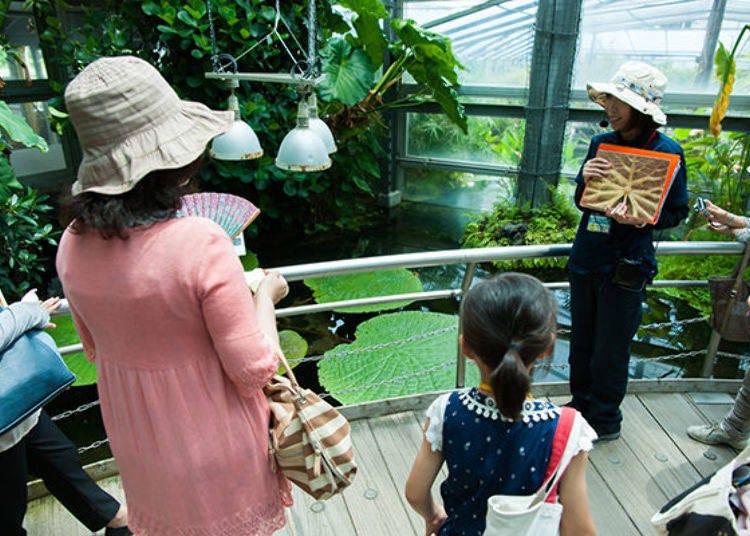 ▲The leaves of the Oo-onibasu (Victoria amazonica) plant grow so large, they don’t sink even when children sit on them. We also learned the secret of why it does not sink.