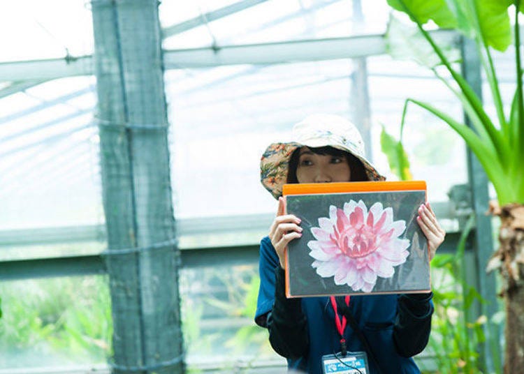▲The lifespan of the Victoria amazonica flower is only 3 days. "It is white on the first day it blooms, and on the second day becomes a beautiful pink color," she explains as she shows us a picture.
