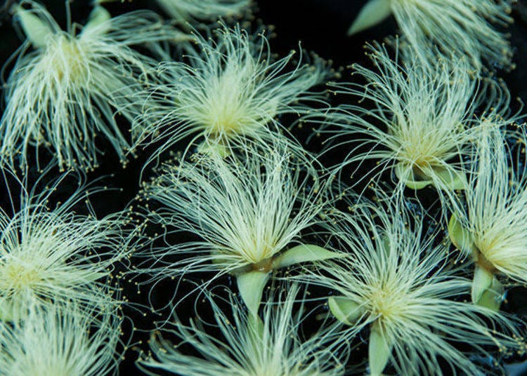 ▲These are barringtonia, amazing flowers with white or light red stamens seen in the Nansei Islands. They bloom at night and closes around dawn. Here you can see the barringtonia floating in the aquarium up close.