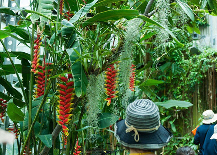 ▲This was the best time to see the Heliconia, which is popular for its unique shape and vivid colors.
