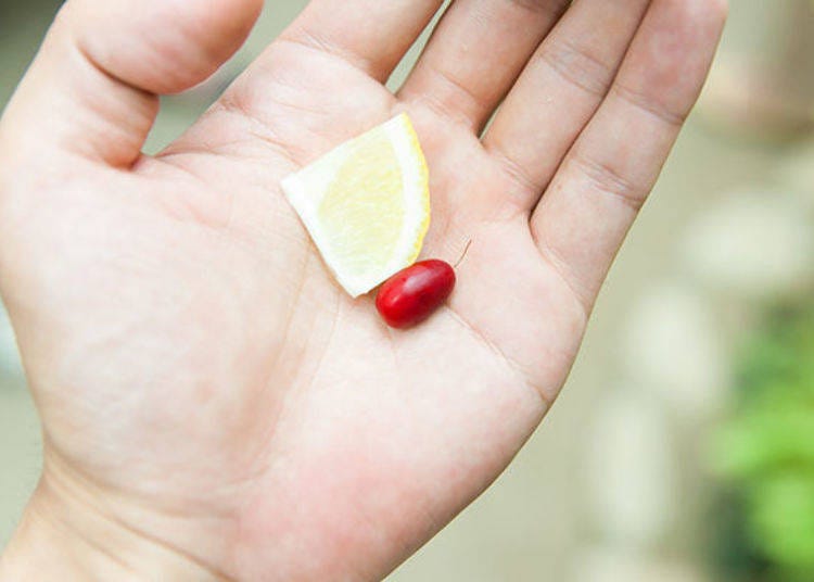 ▲After eating the red miracle fruit, it is interesting to try eating a lemon! The lemon actually tastes like grapefruit now! Effects can last from 30 minutes to 2 hours (depending on the person).