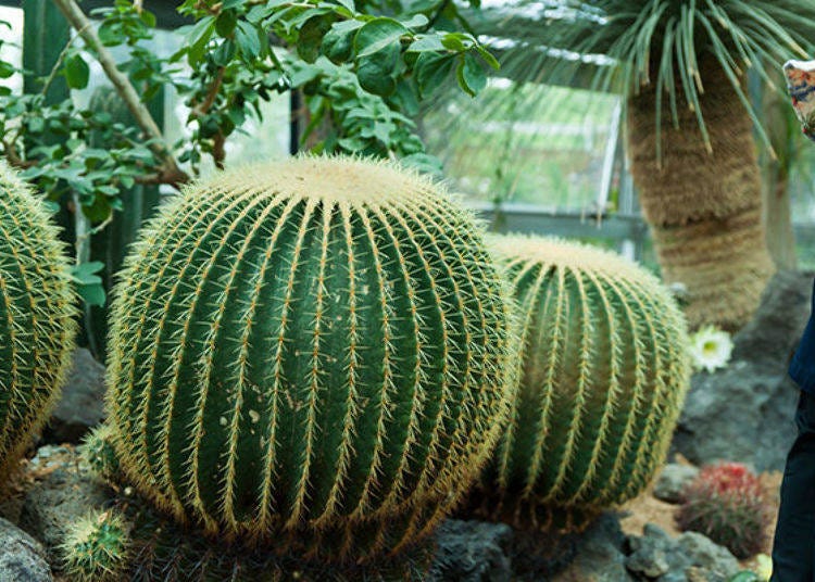▲There were many cacti in the Dry Land Room. This Golden barrel cactus is about 50 years old and weighs about 80 kg!