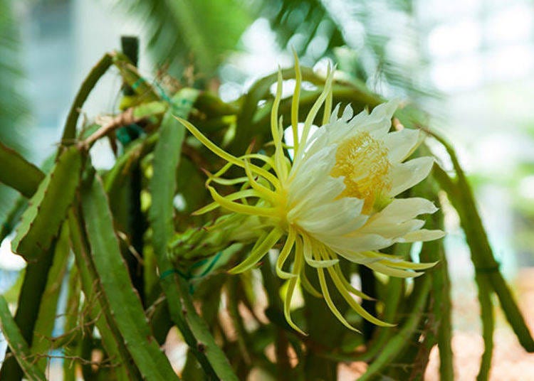 ▲Night blooming cacti such as the Dragon Fruit and the Queen of the Night have been adjusted to bloom during the day by reversing their night and day. It is especially recommended to view in the morning when it is blooming most energetically. (The flowers' status is posted on the homepage).