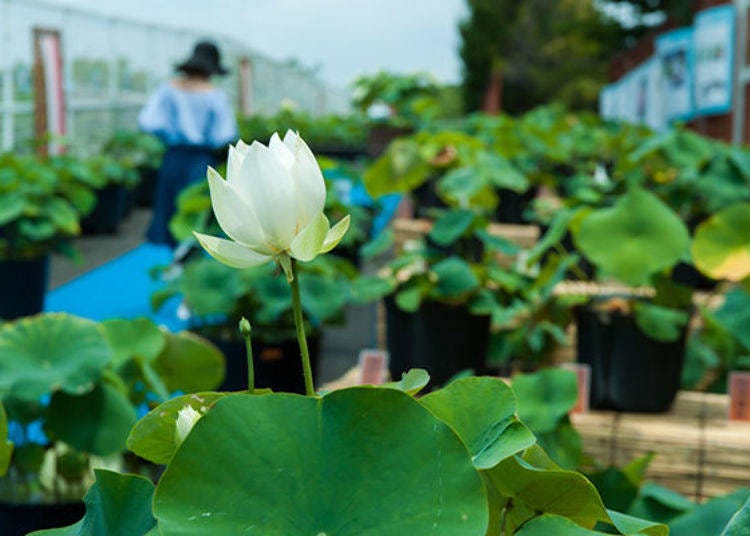 ▲There was also an exhibition of approximately 200 varieties of just lotus plants. I didn't even know there were so many kinds! Yet another surprise!