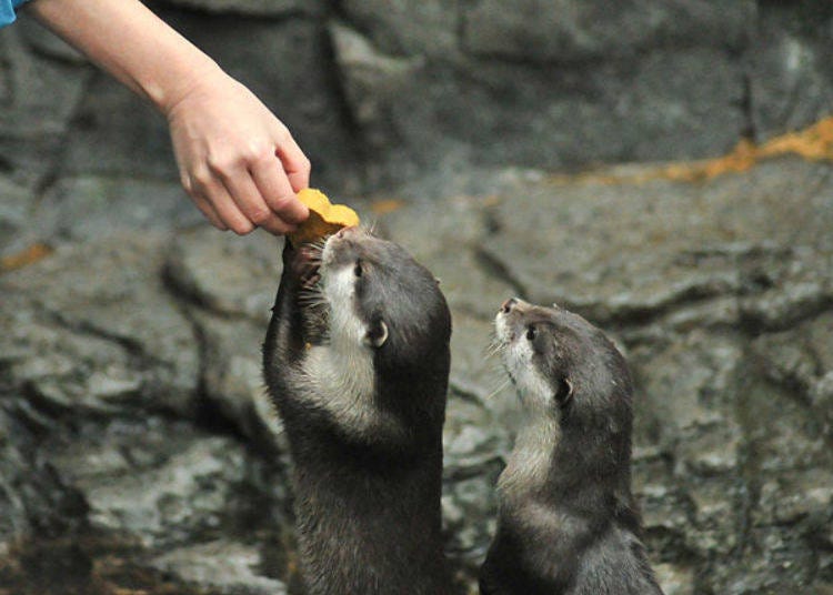 ▲The otters spinning around are very popular in Kaiyukan (photo provided by Kaiyukan)