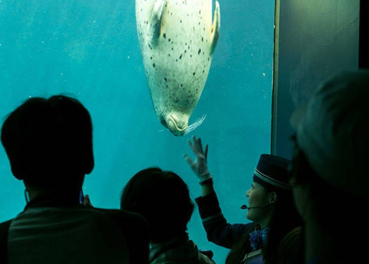 ▲Monterey Bay tank from the 6th floor. The spotted seal came over to us when we waved at them!