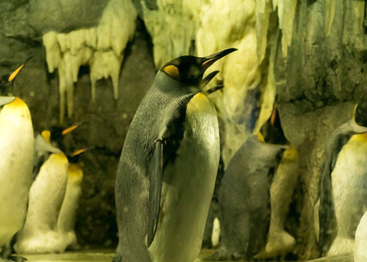 ▲King Penguin. The penguins that have bands on their wings were born in Kaiyukan