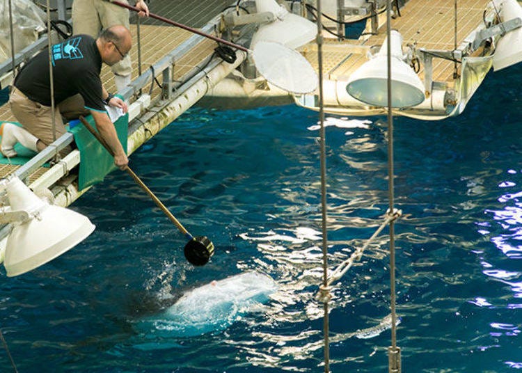 ▲The Osaka Aquarium whale sharks pop their faces above the surface, aiming toward the ladles