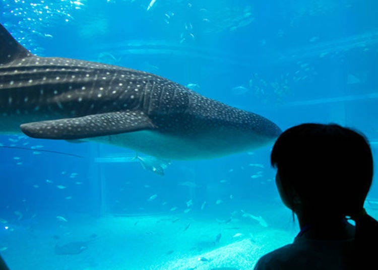▲The whale shark swam right past us, we weren’t sure if it was Kai or Yu