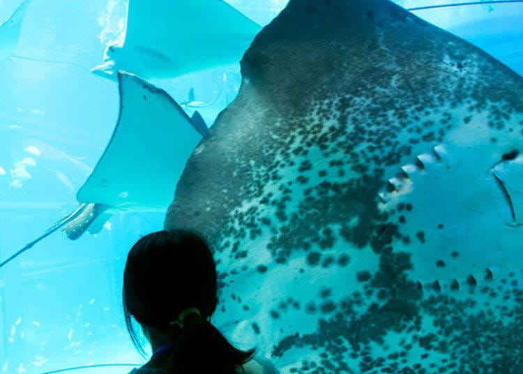 ▲Large ray swimming close by