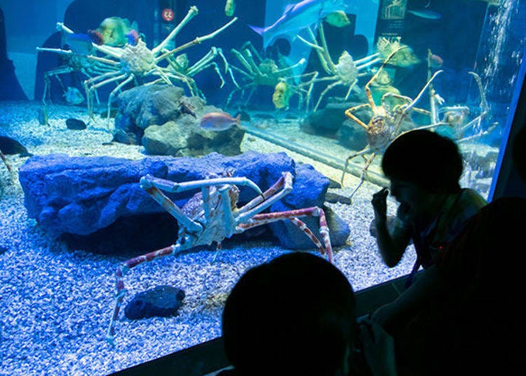 ▲Children mesmerized by the long legs. The Japanese spider crabs are fed smelts