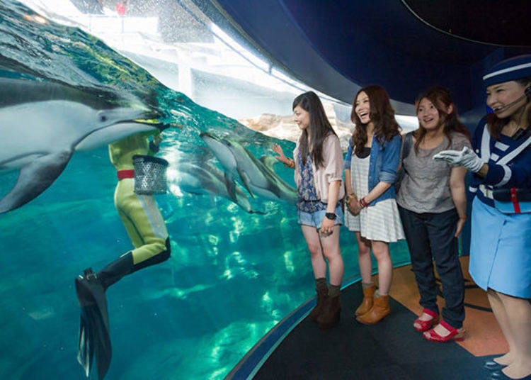 ▲The Guide Tour: A Course, will explain the charm of sea animals in detail (photo provided by Kaiyukan)