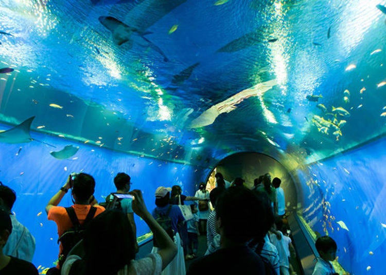 ▲The ocean tunnel Aqua Gate right by the entrance of Kaiyukan on the 3rd floor. The fish swimming around the tunnel will change from time to time.