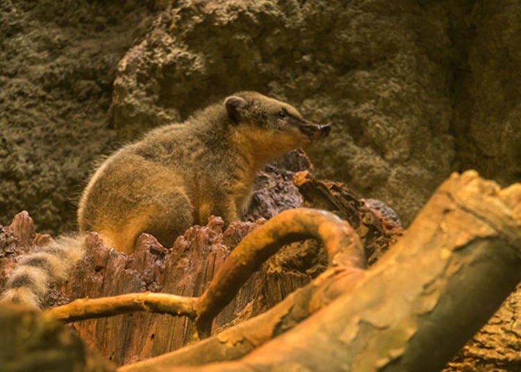 ▲The South American coati in Gulf of Panama tank. They are great tree climbers and found near the ceiling.