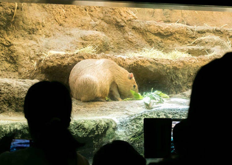 ▲A capybara in the Ecuador Rain Forest tank. The feeding time of the capybara is popular