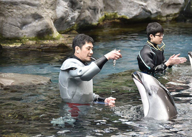 ▲At the Tasman Sea tank the Pacific white-sided dolphins eat out of the handler’s hand. You can sometimes see the dolphins playing with a ball in the water (photo by Kaiyukan)