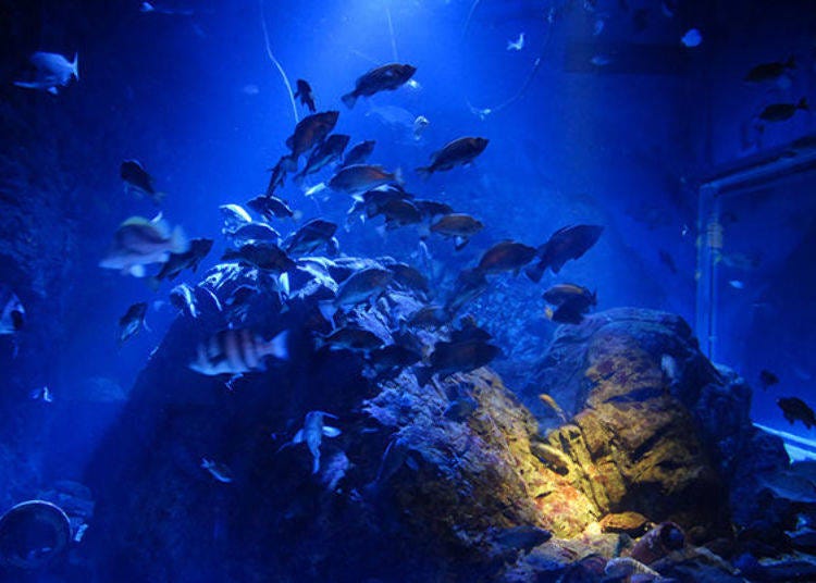 ▲Fishes swimming in the Seto Inland Sea tank on the 6th floor. The blue light creates a mesmerizing sight (photo provided by Kaiyukan)