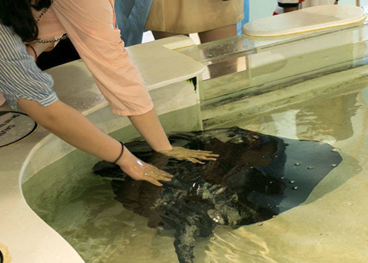 ▲At the petting pool before The Face exhibition you can touch a ray swimming. Make sure you don’t touch the tail