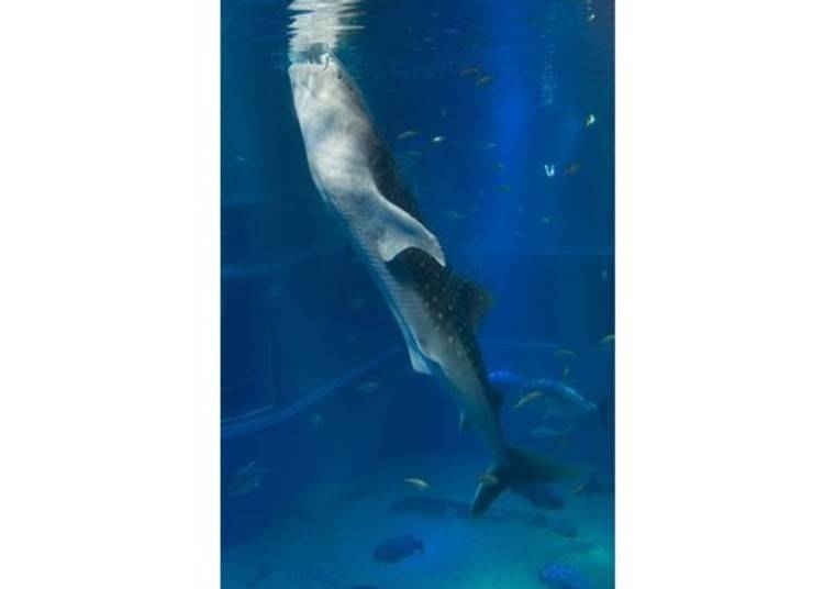 ▲고래상어가 서있는 체로 헤엄을 치는 모습. 사실 크릴을 먹고 있는 고래상어의 수중모습은 이런 느낌 (사진 제공 : 가이유칸)