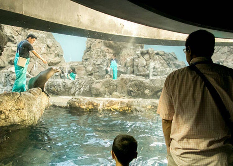 ▲在「蒙特利灣（モンタレー湾）」魚缸看見海獅正在吃飯的模樣