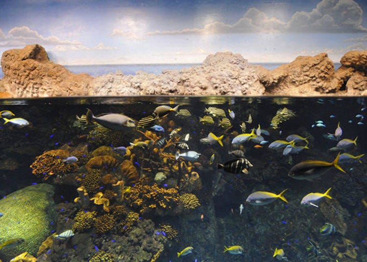 ▲在精緻重現珊瑚海洋內悠遊的魚兒們（照片提供：海遊館）