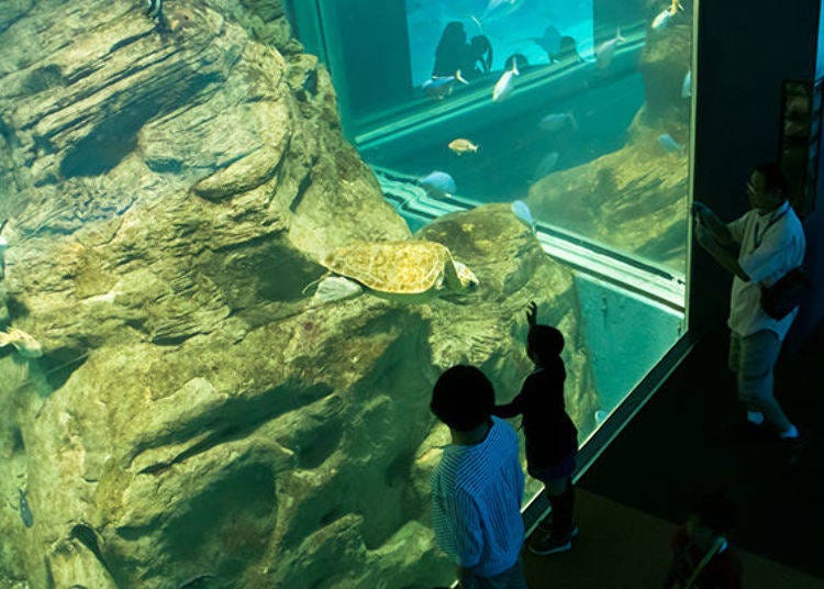 ▲五樓的「庫克海峽（クック海峡）」內有養著赤蠵龜（アカウミガメ），在水裡待大概20~30分鐘會浮到水面上換氣，接著又再度潛入水底回到自己的專屬休息所
