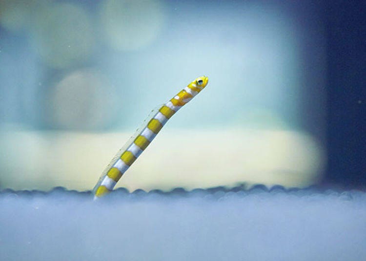▲ A splendid garden eel protruding from the seabed.