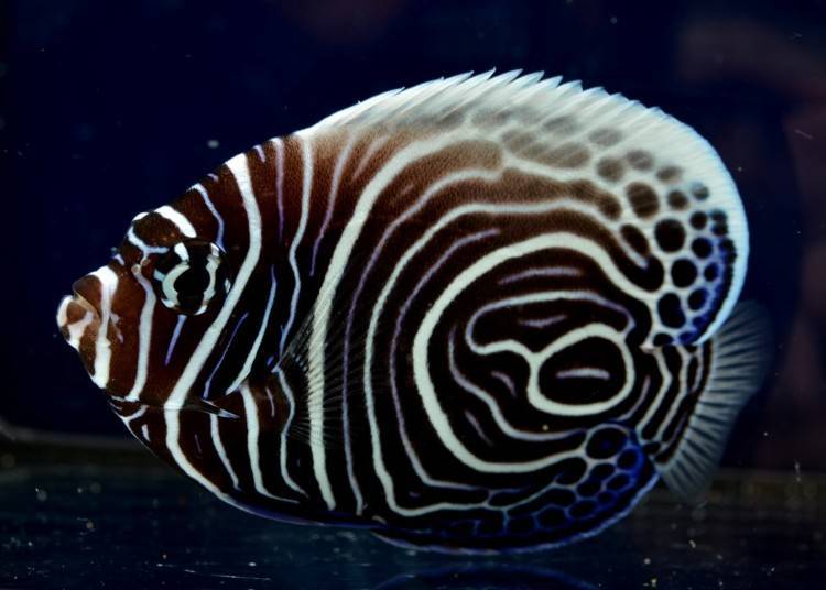 ▲ A young emperor angelfish on which the design of the zone is based. It is believed that this pattern enables the fish to hide in order not to become caught up in adult fish turf wars. (Image provided by NIFREL)