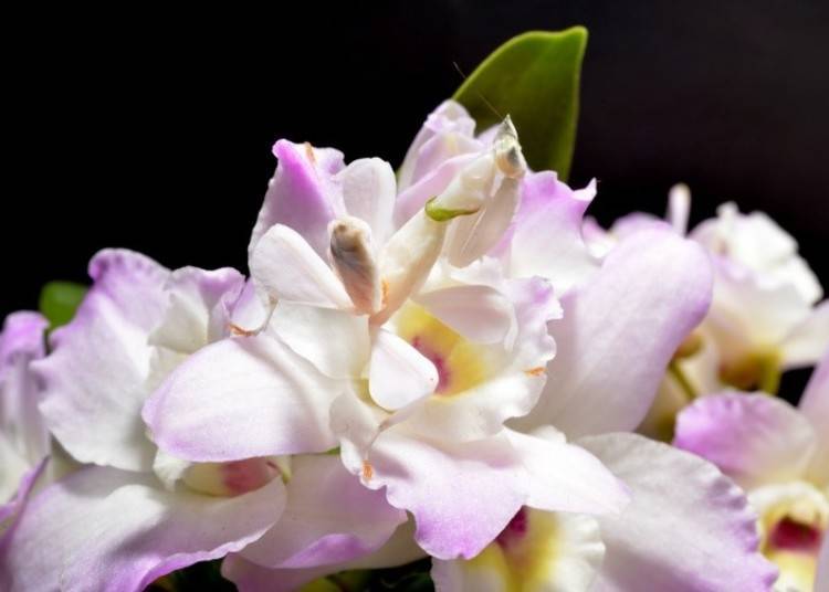▲ Can you spot the orchid mantis here? (Image provided by NIFREL)