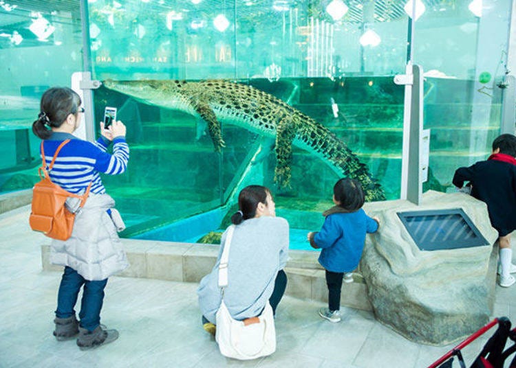 ▲ Saltwater crocodile across from the cafe. There are two, located in separate tanks, a male named Ron-kun and a female named Haido-chan. It’s really large! It is more than three meters long.