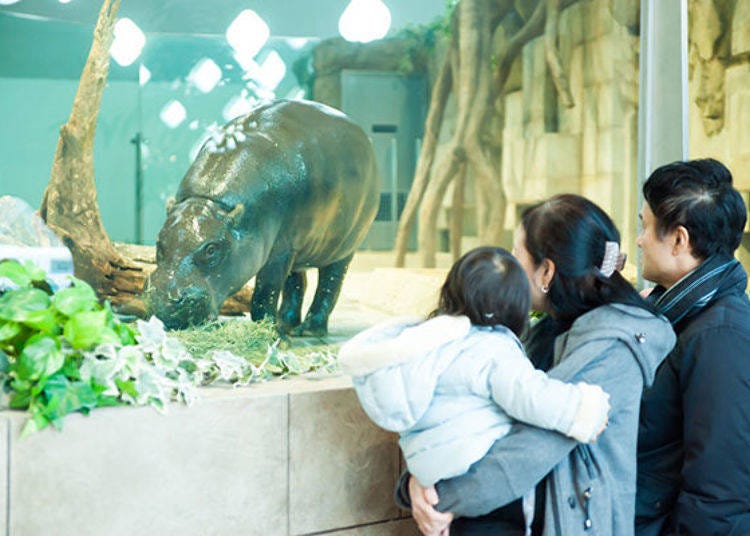 ▲ There is also a pygmy hippopotamus, one of the three most unusual animals in the world, next to the cafe area.