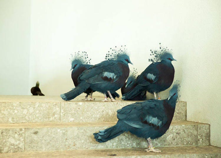 ▲ These Victoria Crowned Pigeons with their beautiful head feathers seem to prefer the corners.