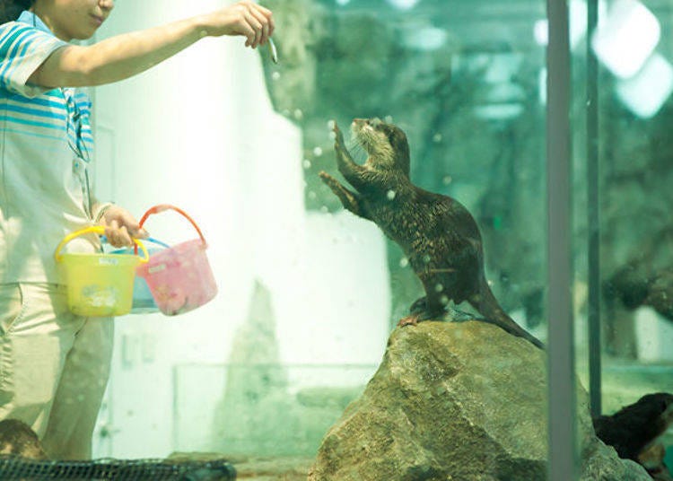 ▲ You can enjoy the antics of the Asian small-clawed otters and American beavers on the other side of the glass.
