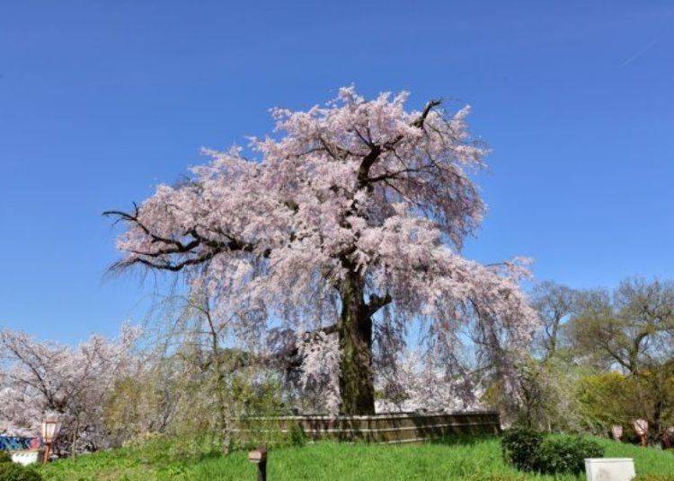 ▲Gion drooping cherry tree planted in the center of the park (Photo provided by Kyoto City Urban Greenery Association)