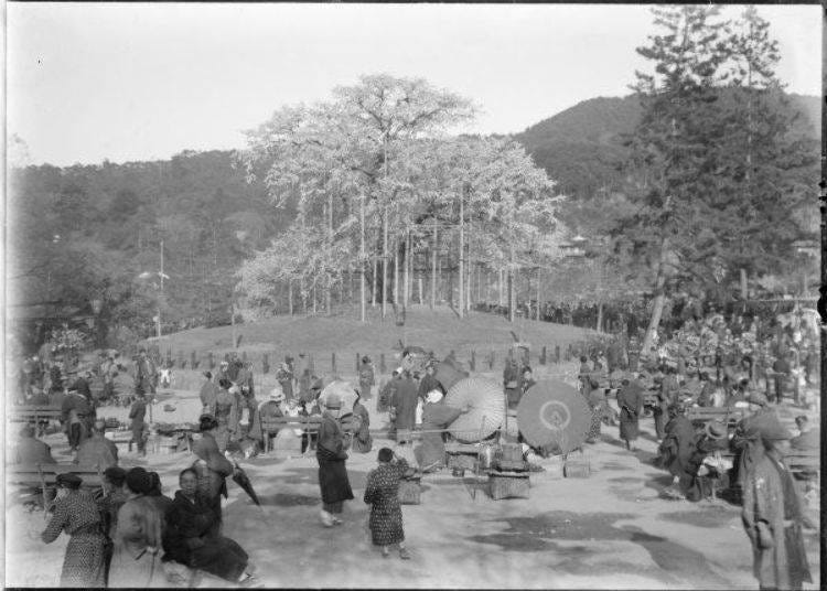 ▲Late Meiji/Taisho Period: the first Gion drooping cherry blossom tree (Photo courtesy of Kyoto University, Kyoto Bureau in Kyoto Prefecture)