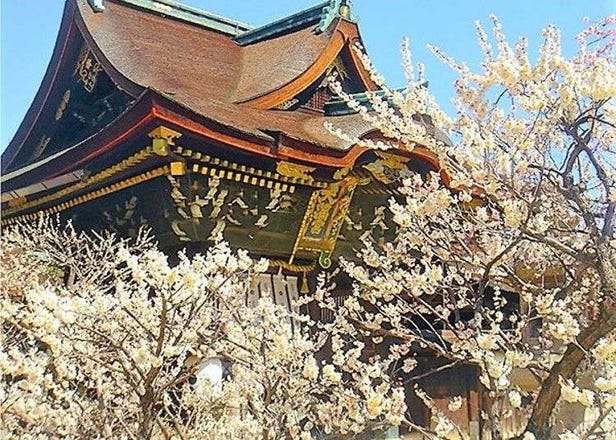【北野天滿宮】梅花盛開時，漫步在早春的神社