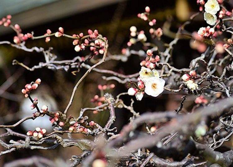 ▲Unryu ume blooms round the back of the Main Hall