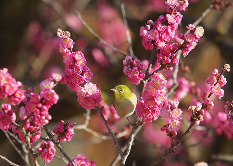 ▲ Colorful plum blossoms. You might even get a glimpse of the classic Japanese motif, “The Bush Warbler in the Plum Tree.”