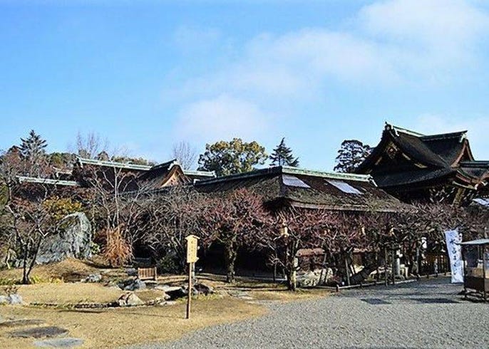 北野天滿宮 梅花盛開時 漫步在早春的神社 Live Japan 日本旅遊 文化體驗導覽