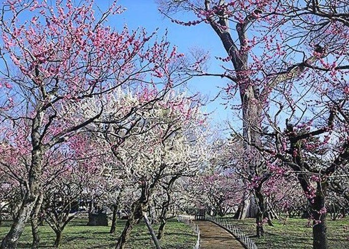 北野天滿宮 梅花盛開時 漫步在早春的神社 Live Japan 日本旅遊 文化體驗導覽