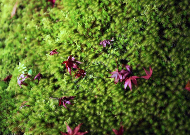 ▲Colorful fallen leaves on green moss