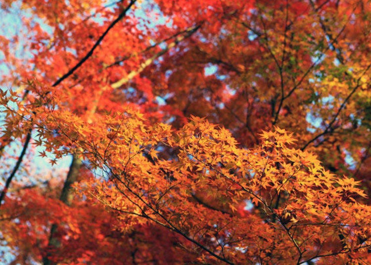 ▲Looking up at the breathtaking view of the autumn leaves
