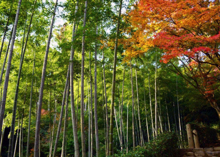 ▲Sagano is known for its bamboo forest. The contrast between the green bamboo and red leaves is a highlight that you won’t want to miss