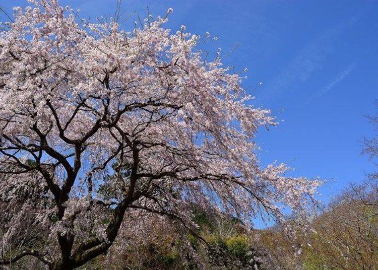 ▲In spring many mountain flowers bloom including shidare-sakura (weeping cherry) and yama-sakura, both varieties of cherry. The sight of so many flowers in bloom is like looking into nirvana.