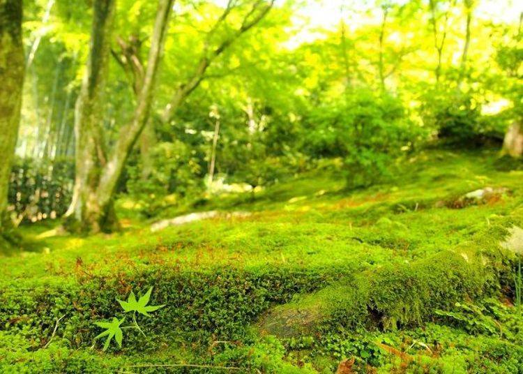 ▲A verdant world of moss and leaves